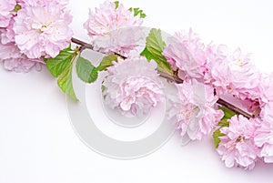 Three-Bladed Almond Louisiana Rosenmund pink color photo