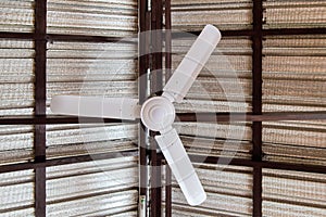 Three blades Ceiling fan