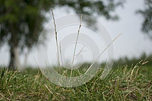 Three blades of grass in the field