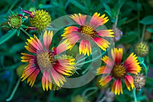 Three Blanket flower