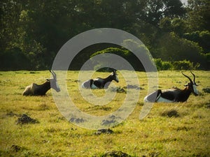 Three Blesbuck lazing in the afternoon