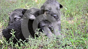 Three Blind puppy in the grass