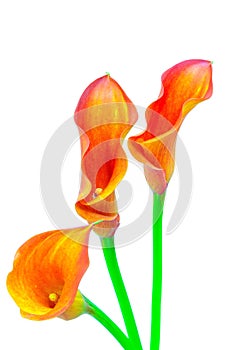 Three blood orange calla lillies on white background