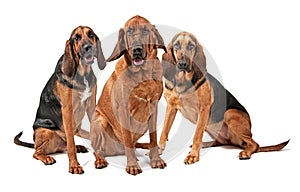 Three Bloodhound Dogs Isolated on White photo