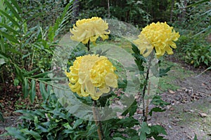 Three blooming yellow Bola de Oro Chrysanthemum flowers in a wooded setting