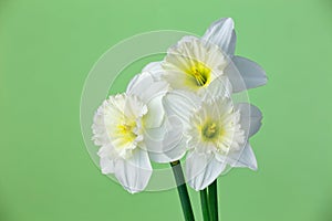 Three blossom narcissus flower on a green background macro photography