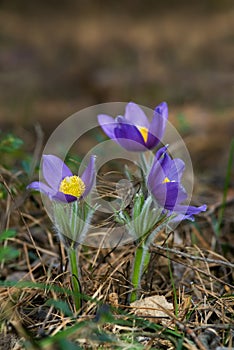 Three blossoming pasque flowers