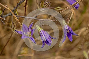 Three Blossoms Of Cluster Lily