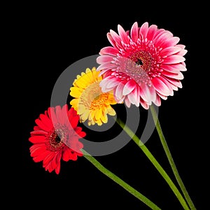 Three blossoms of colorful gerbera flowers in various colors