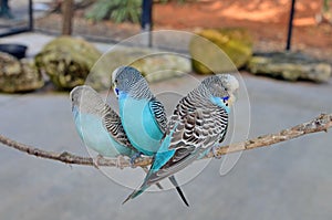 Three Blue Budgerigars
