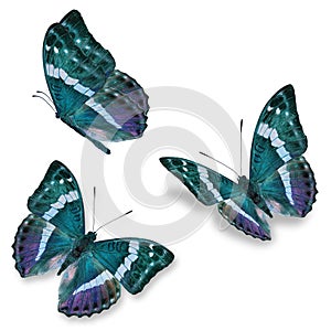 Three blue butterfly