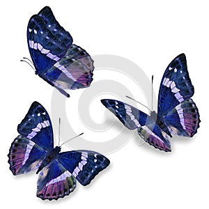Three blue butterfly