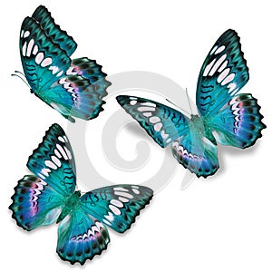 Three blue butterfly