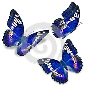 Three blue butterfly