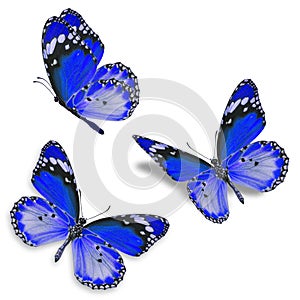 Three blue butterfly