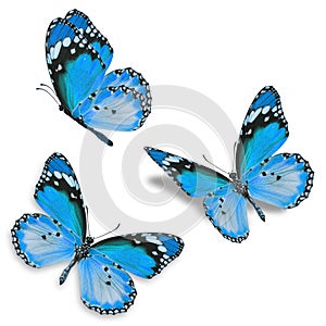 Three blue butterfly