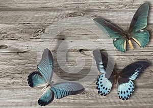 Three blue butterfly