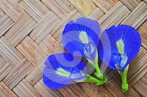 Three blue butterfly vine flowers close up