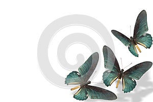 Blue butterfly on white background