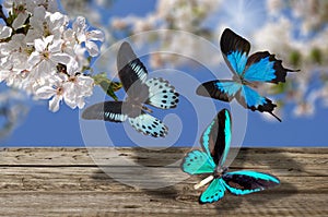 Three blue butterfly and white flowers to cherries