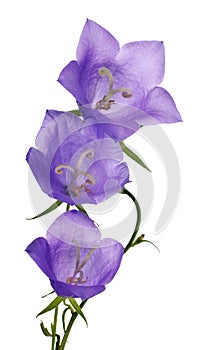 Three blue campanula flowers on white