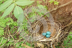 Three blue eggs in the nest