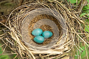 Three blue eggs in the nest closeup