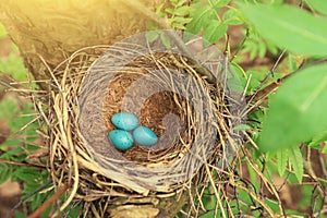 Three blue eggs in the nest in nature closeup in sunlight