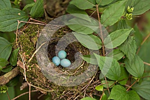 Three blue eggs in the nest on a tree in the forest