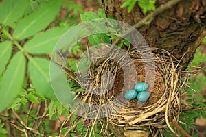 Three blue eggs in straw nest on a tree in nature