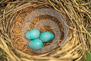 Three blue eggs of the thrush in the straw nest closeup