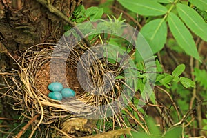 Three blue eggs of the thrush in the straw nest on a tree in the forest
