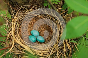 Three blue eggs of the thrush in the straw nest on a tree in the forest