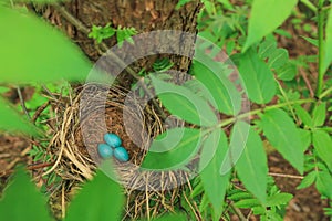 Three blue eggs of the thrush in the straw nest on a tree in the forest