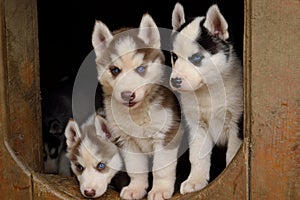 Three blue-eyed puppies