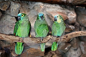 Three Blue-Fronted Amazon (Amazona aestiva)