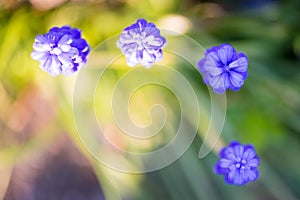 Three blue grape hyacinth with bird's eye view