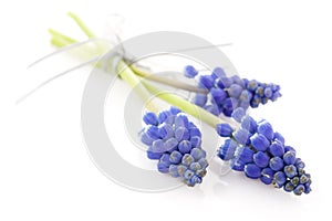 Three blue grape hyacinths