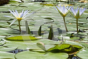 Three Blue Lotus of Egypt, Nymphaea Caerulea Waterlilies