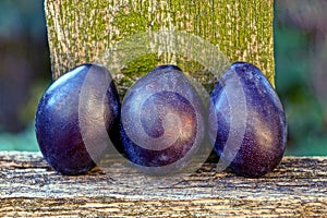 Three blue ripe plums on a wooden board