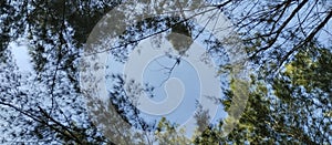 Three on the blue sky morning day