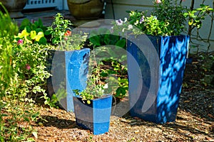 Three blue vases or pots with plants and flowers in square shapes with brown dirt floor in a hidden area of the garden