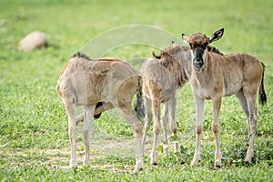 Three Blue wildebeest calves standing in the grass.