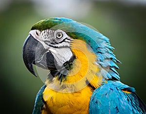 Three blue and yellow macaw perched on a tree branch with blurred green background. photo