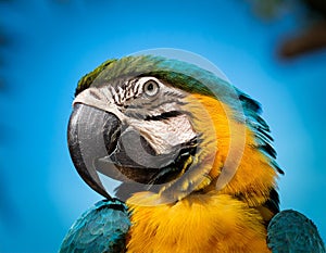 Three blue and yellow macaw perched on a tree branch with blurred green background. photo