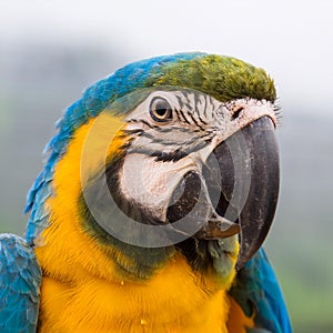 Three blue and yellow macaw perched on a tree branch with blurred green background. photo