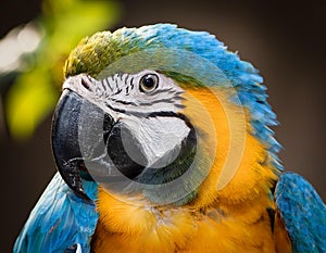 Three blue and yellow macaw perched on a tree branch with blurred green background. photo