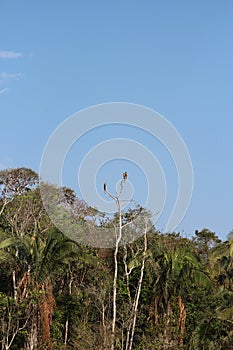 Three Blue and Yellow Macaws sitting on the top branches of a bare tree in the Amazon Rainforest, Tambopata National Reserve