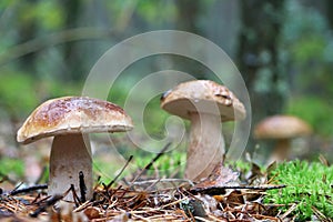 Three boletus in the mushroom rain