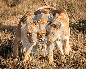 Three bonding Lions